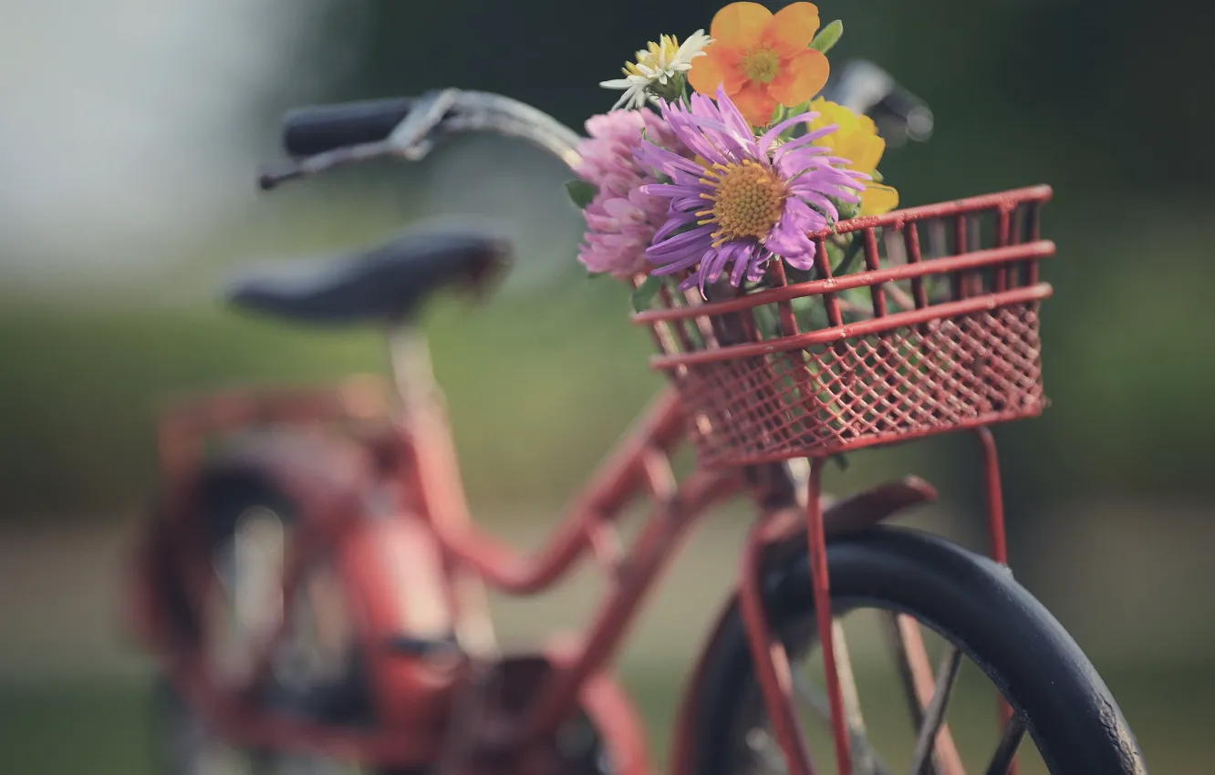 Photo wallpaper flowers, bike, mood, bokeh