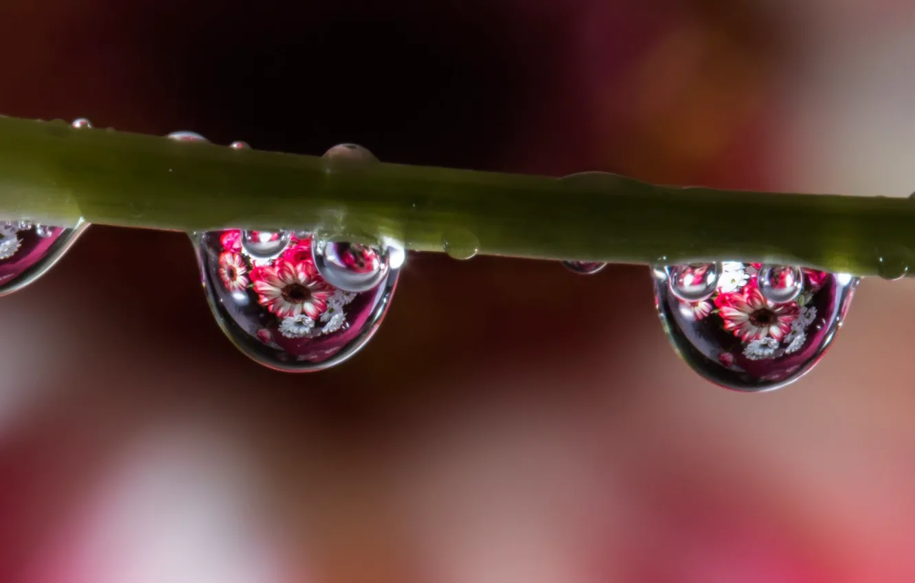 Photo wallpaper water, drops, macro, flowers, reflection, stem