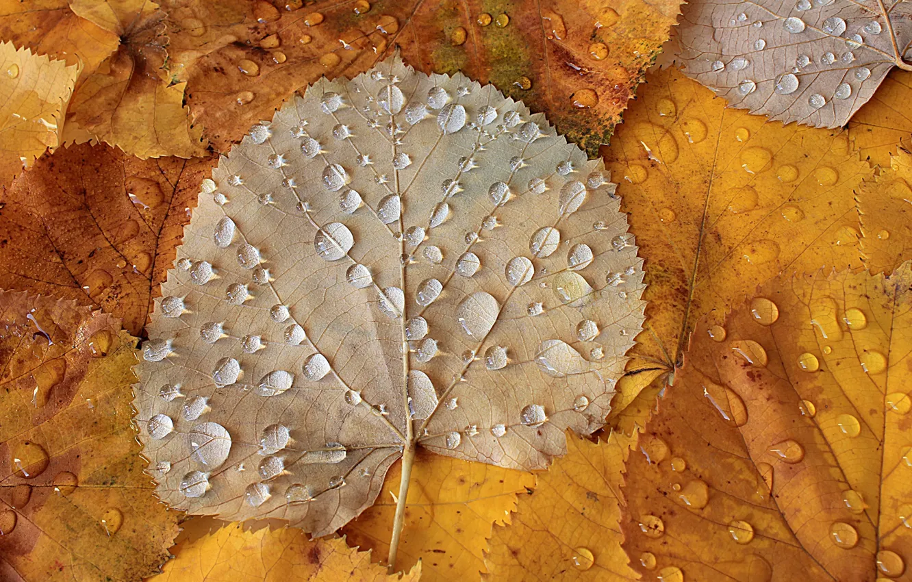 Photo wallpaper autumn, leaves, drops, Autumn leaves