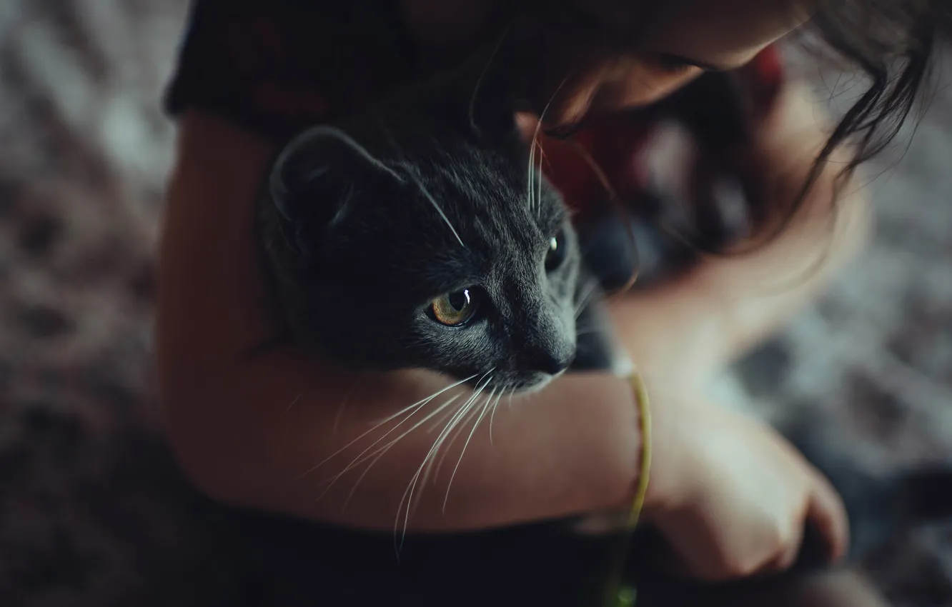 Photo wallpaper cat, look, hands, muzzle, girl, grey