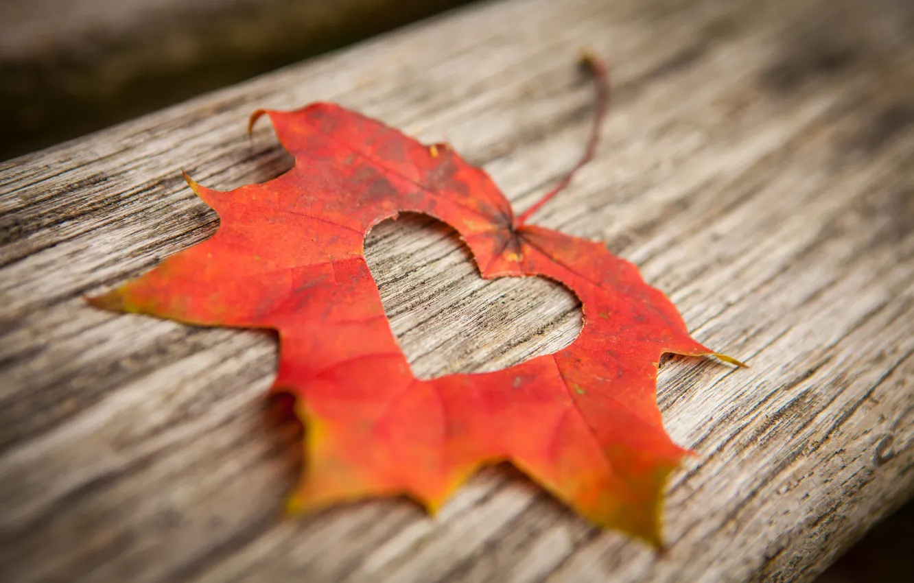 Photo wallpaper leaves, trees, heart