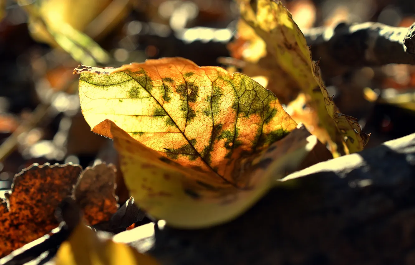 Photo wallpaper autumn, leaves, nature