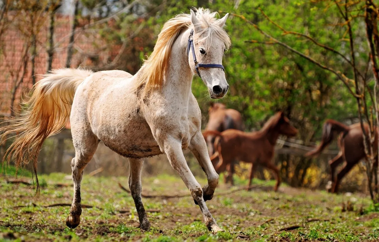 Photo wallpaper white, horse, horse, running