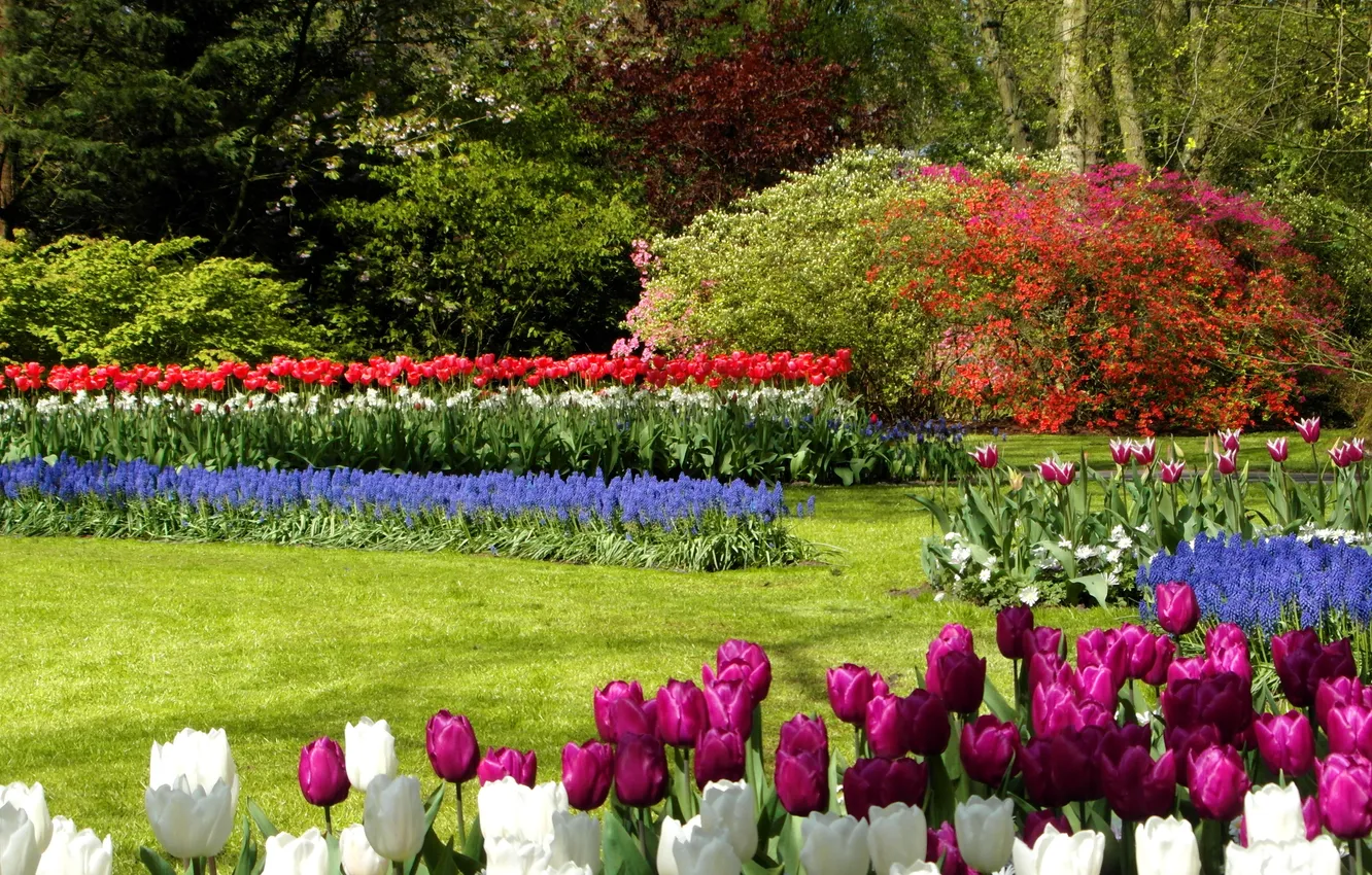 Photo wallpaper trees, flowers, Park, lawn, tulips, Netherlands, colorful, the bushes