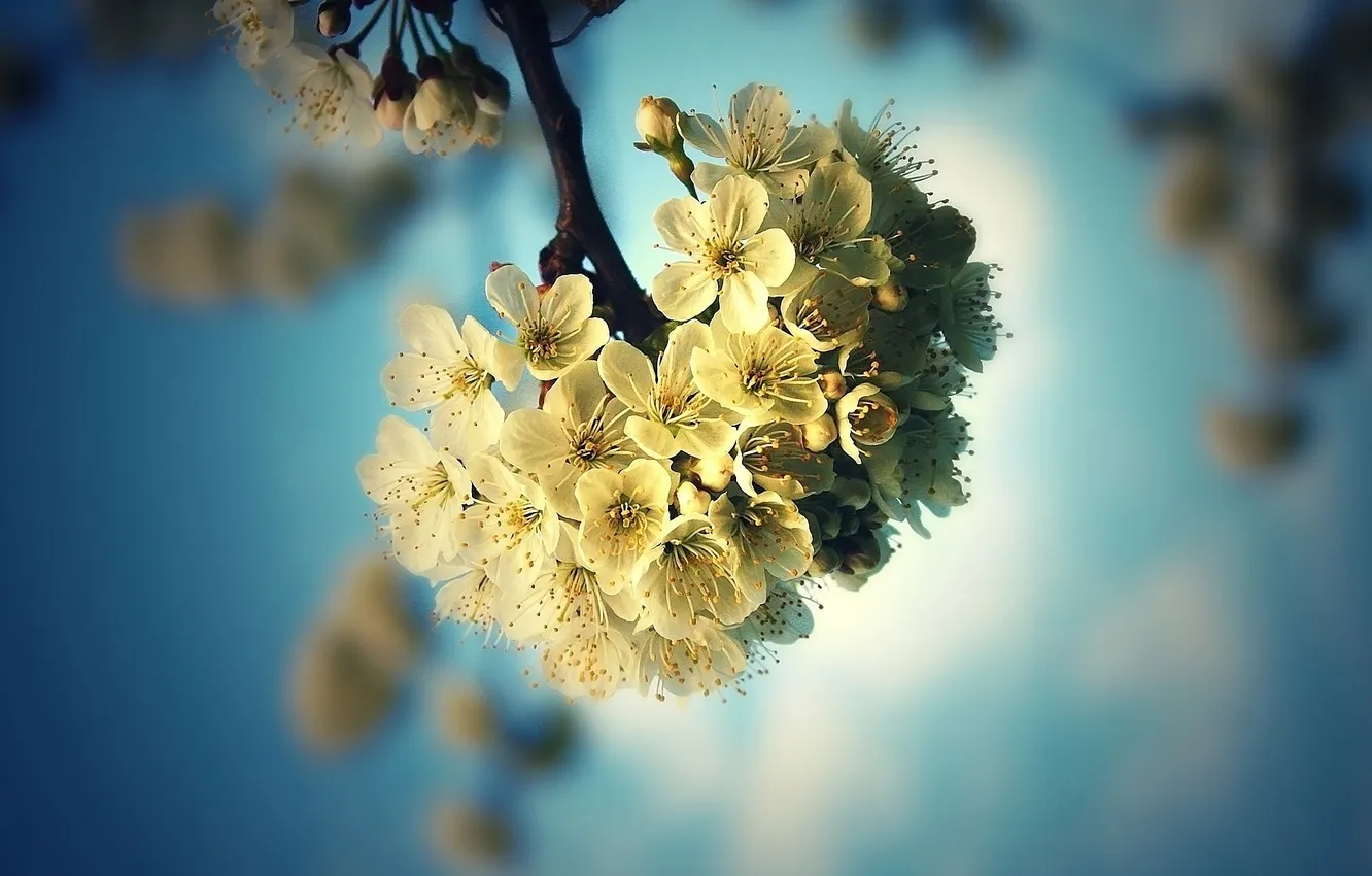 Photo wallpaper flowers, nature, spring, Apple