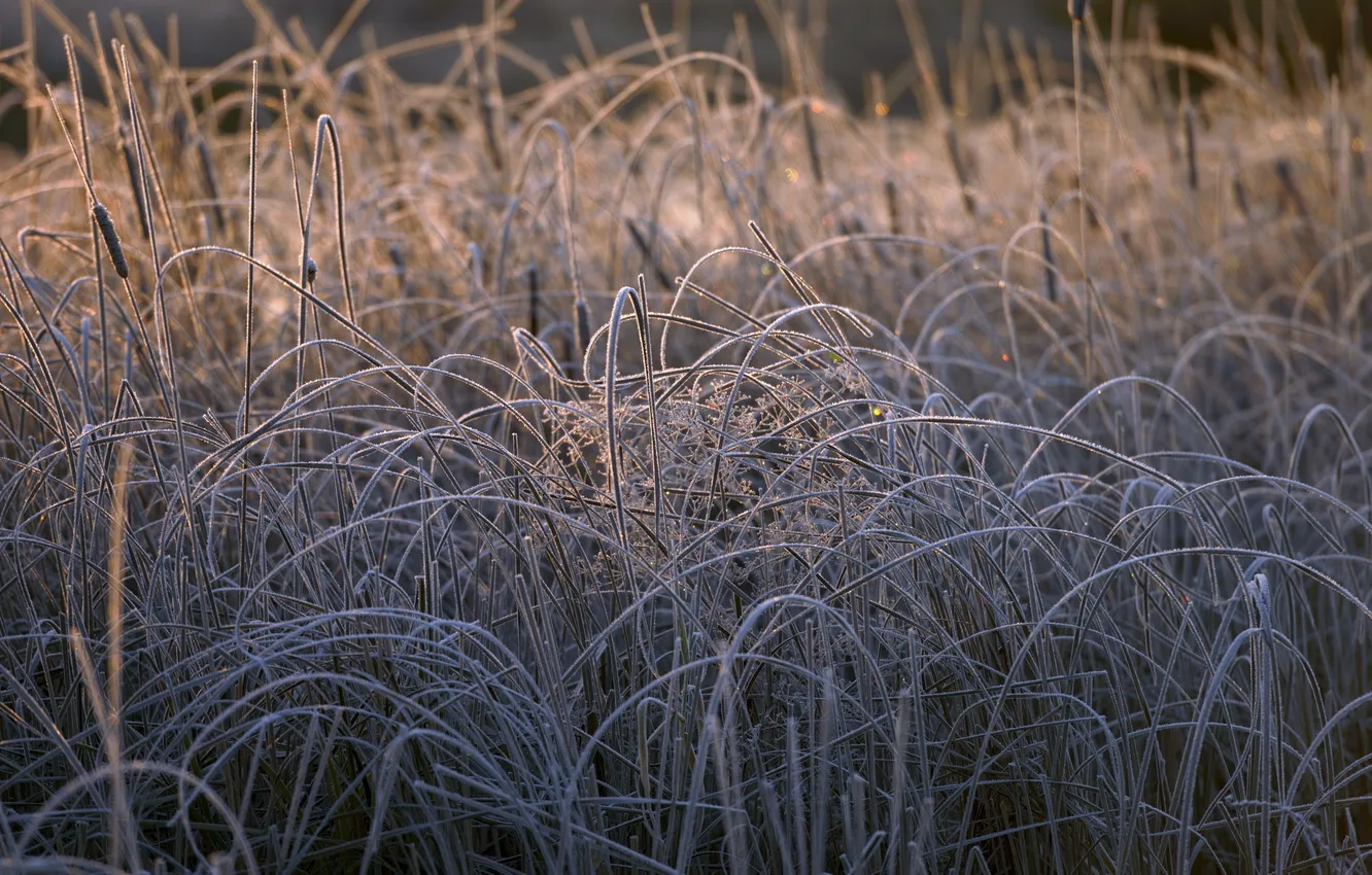 Photo wallpaper grass, macro, nature