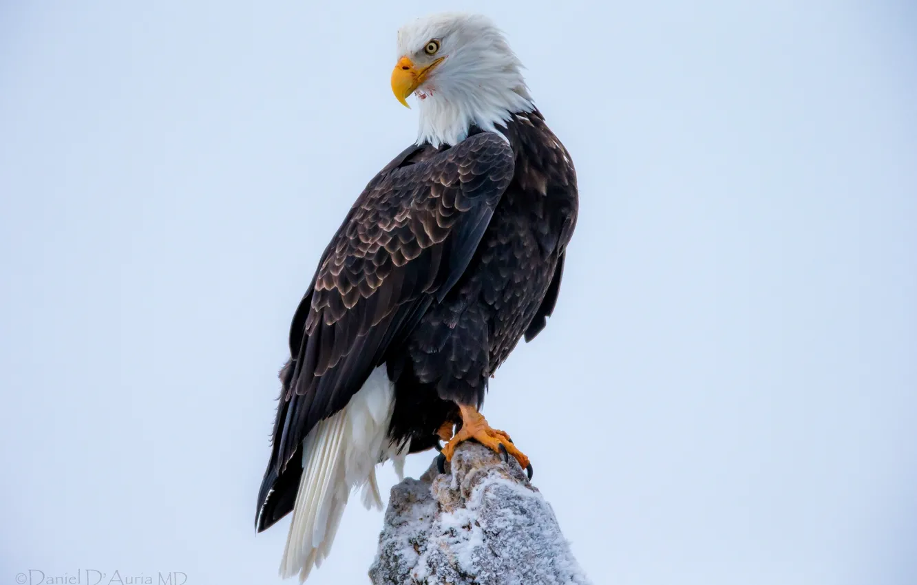 Photo wallpaper bird, predator, bald eagle