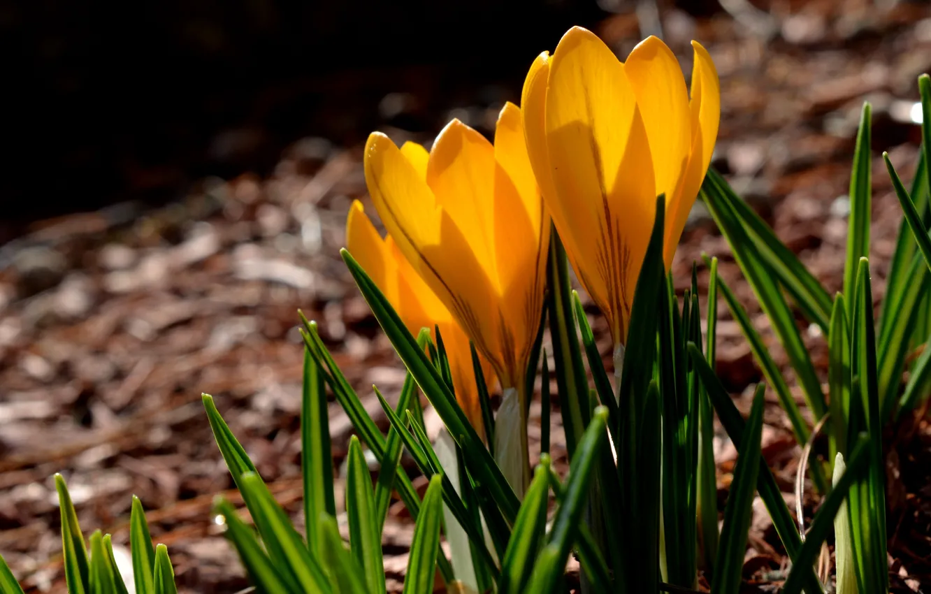 Photo wallpaper grass, macro, yellow, spring, petals, crocuses, yellow, spring