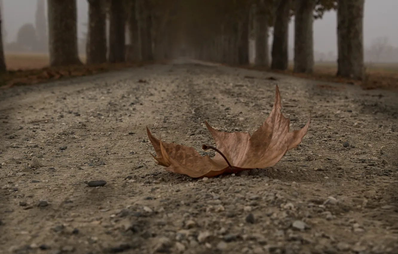 Photo wallpaper road, autumn, sheet
