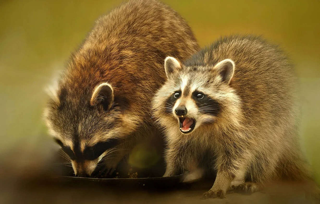 Photo wallpaper look, face, background, two, plate, mouth, pair, raccoon