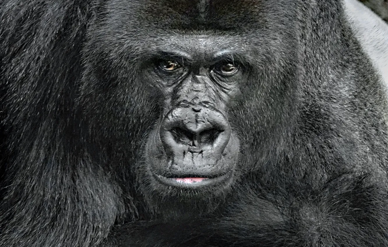 Photo wallpaper look, face, monkey, gorilla, closeup