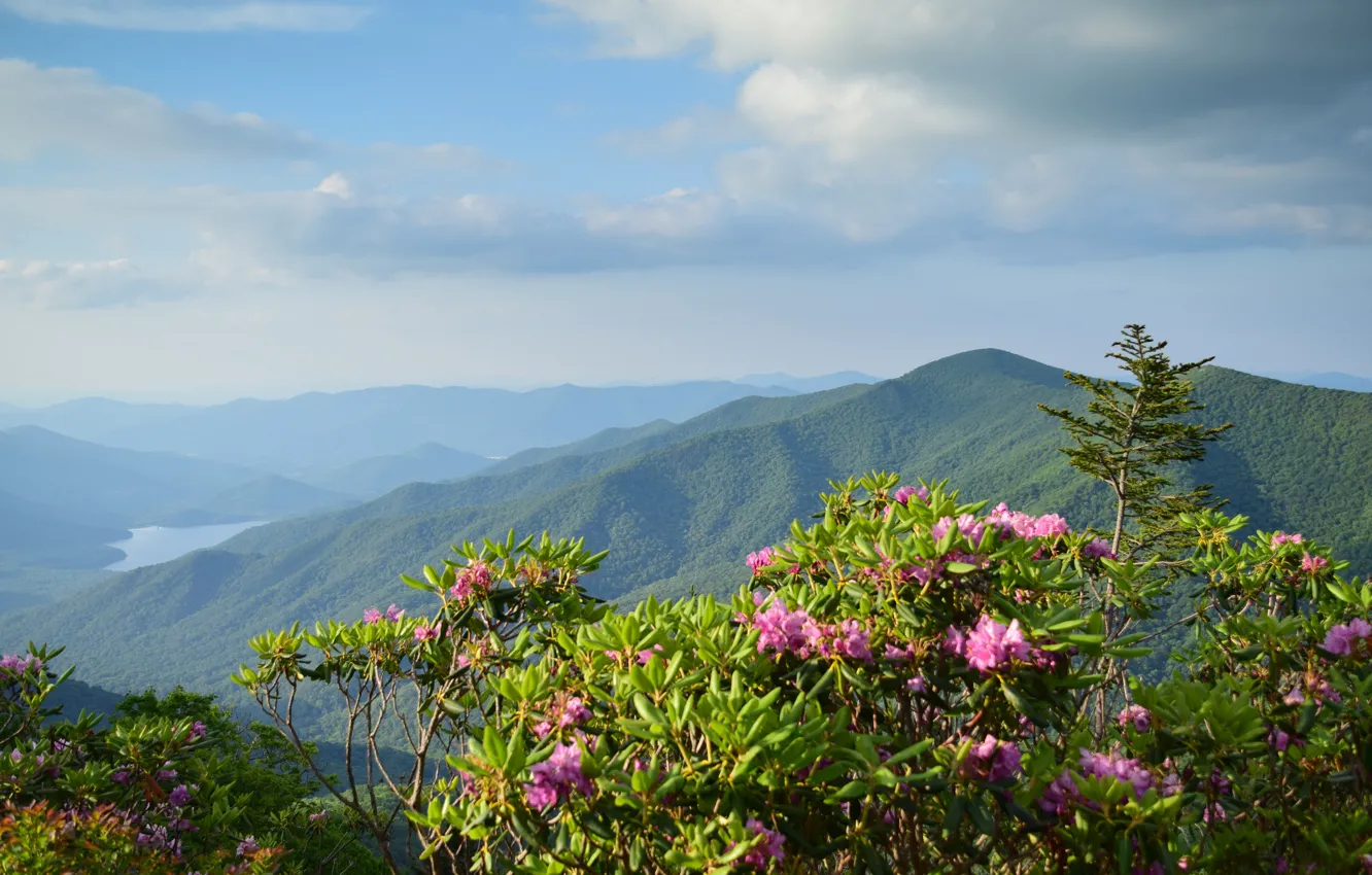 Photo wallpaper flowers, mountains, dal, haze, rhododendrons