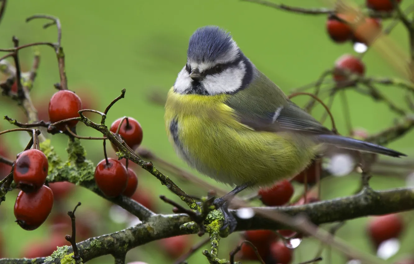 Photo wallpaper trees, branches, bird, tit, Ranetki, apples, blue tit