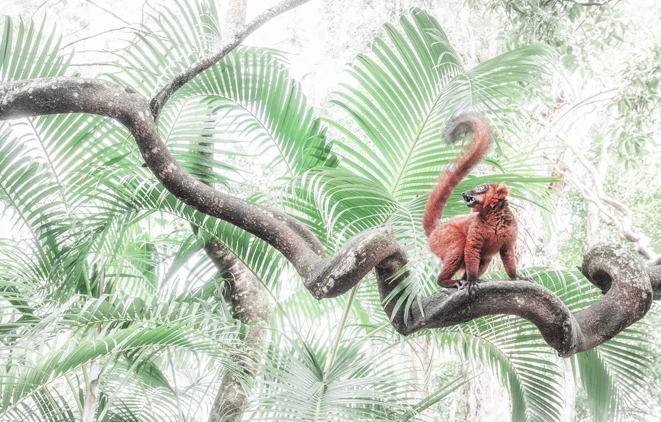 Photo wallpaper forest, leaves, trees, branches, pose, palm trees, jungle, mouth