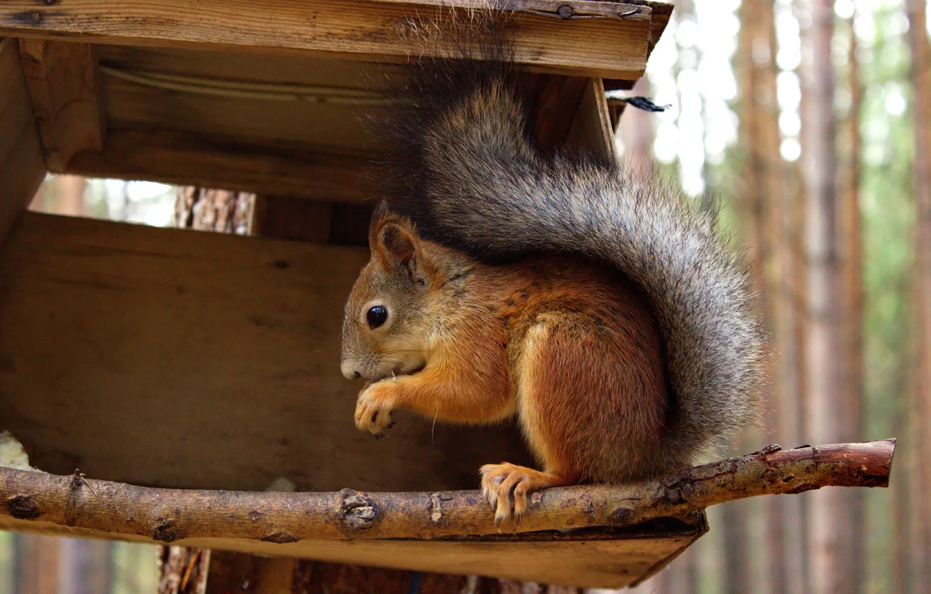 Photo wallpaper autumn, forest, nature, animal, protein, squirrel, feeder