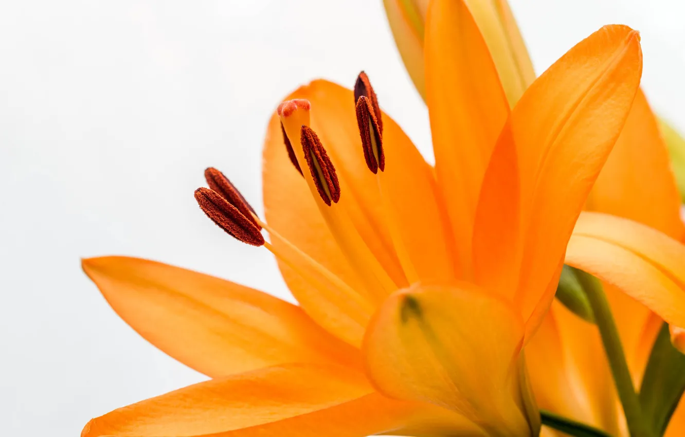 Photo wallpaper macro, Lily, petals, stamens, white background