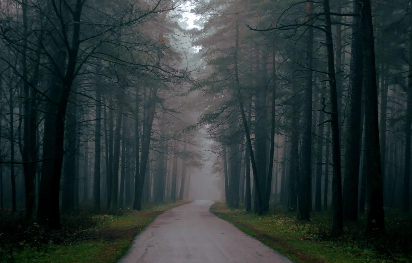 Photo wallpaper road, autumn, forest, trees, fog, Nature, the evening, forest