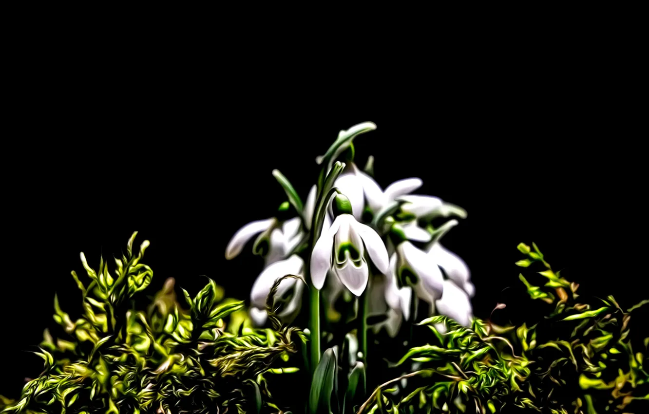 Photo wallpaper flowers, rendering, moss, spring, petals, snowdrops, black background, picture