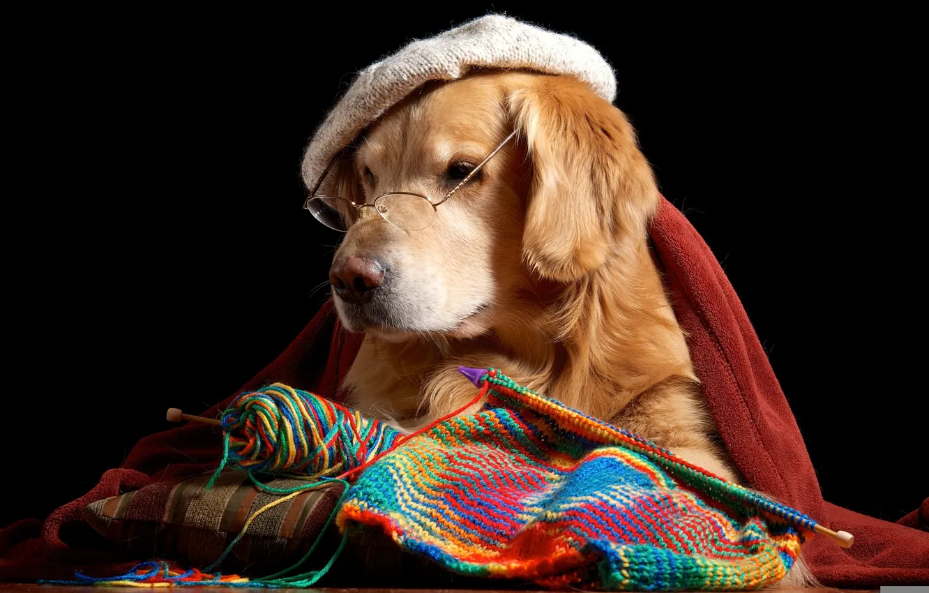 Photo wallpaper glasses, dog, takes, Retriever, knitting