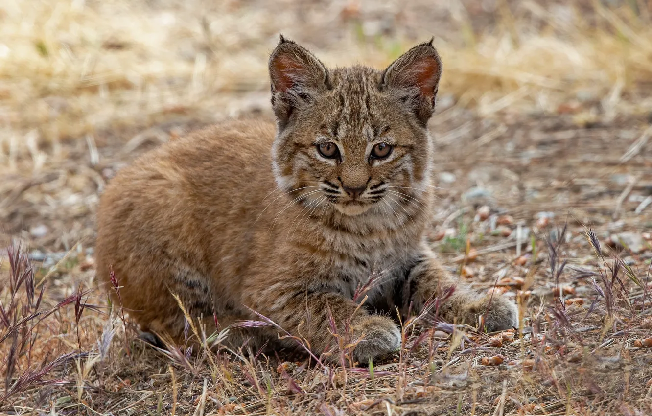 Photo wallpaper cub, kitty, lynx, wild cat, a small lynx