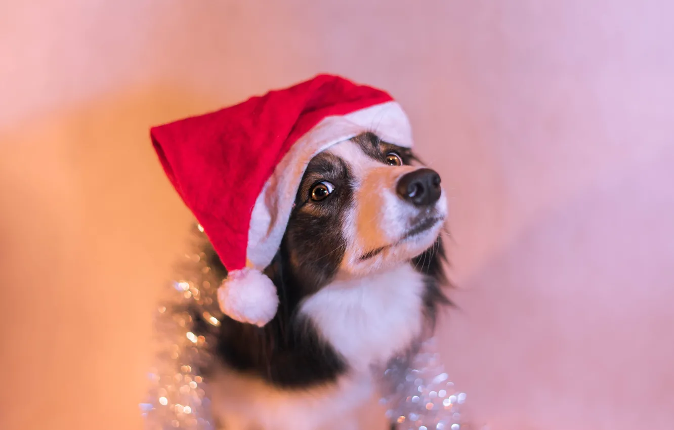 Photo wallpaper look, light, pose, new year, portrait, dog, nose, Christmas