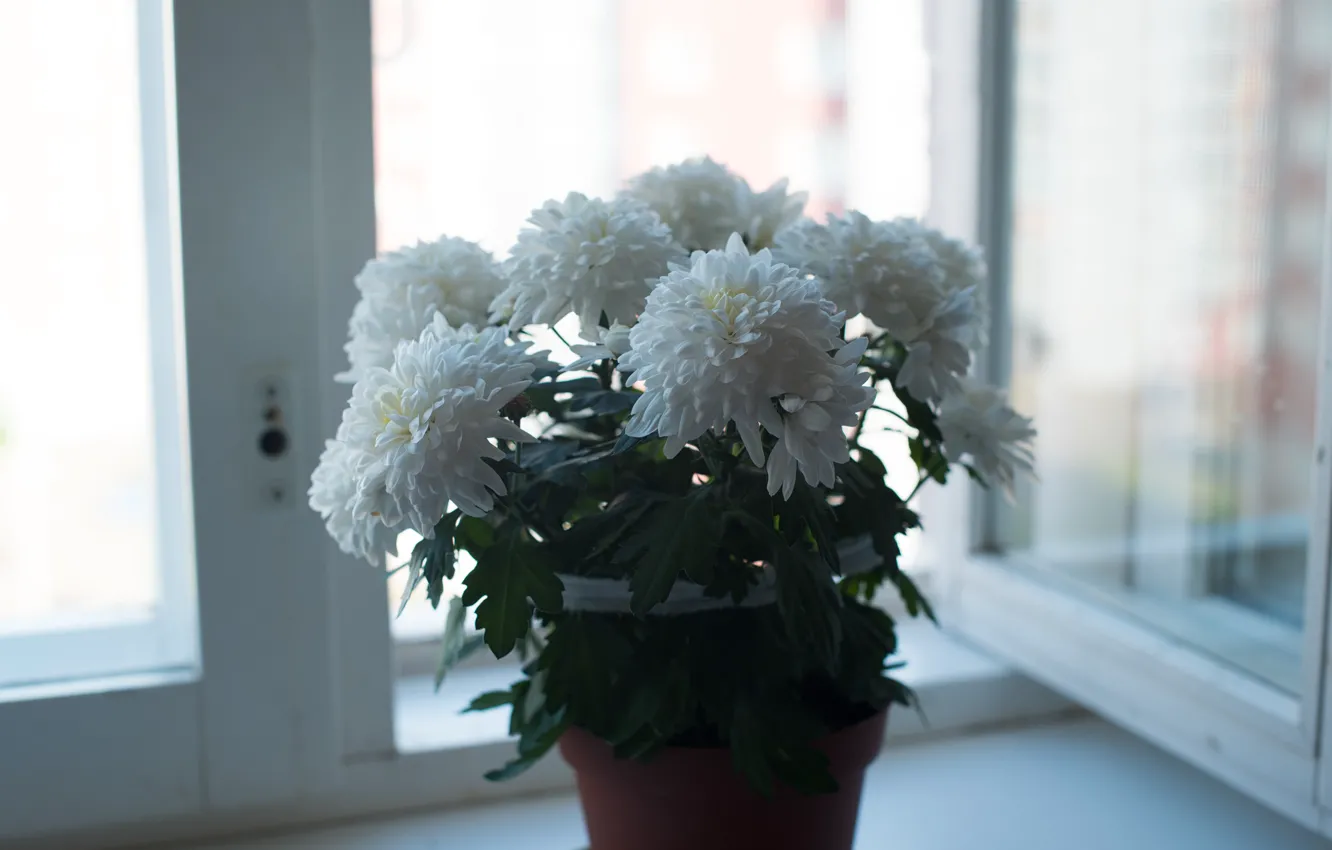 Photo wallpaper flowers, mood, color, blooms, flowers, flowering, flower, chrysanthemum