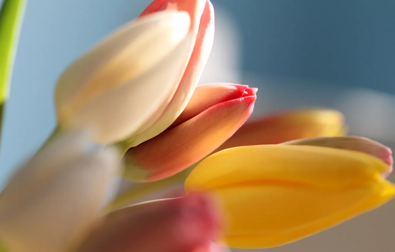 Photo wallpaper bouquet, spring, Bud, tulips