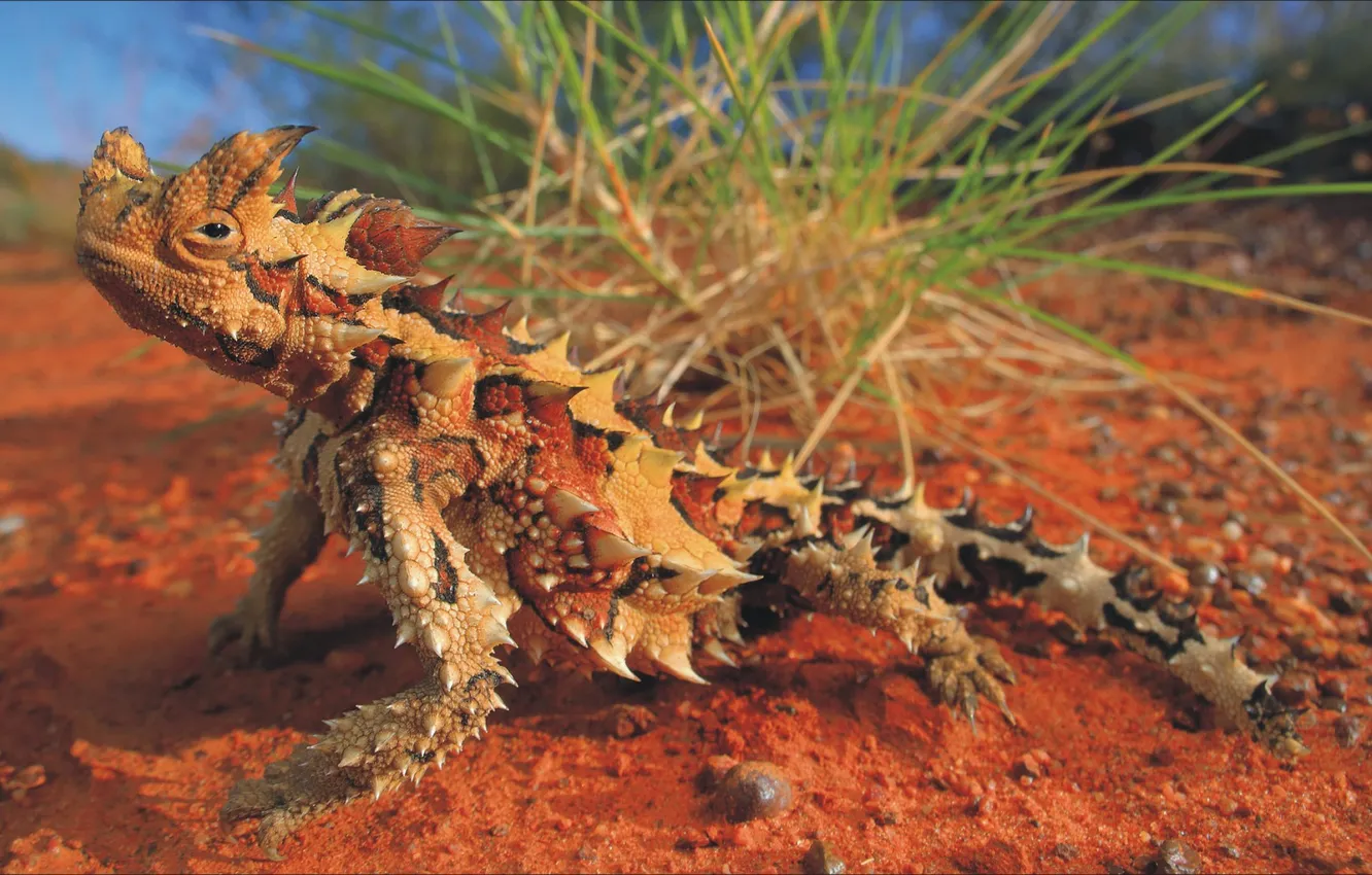 Photo wallpaper animal, lizard, Australia, animal, Australia, lizard, Moloch, moloch
