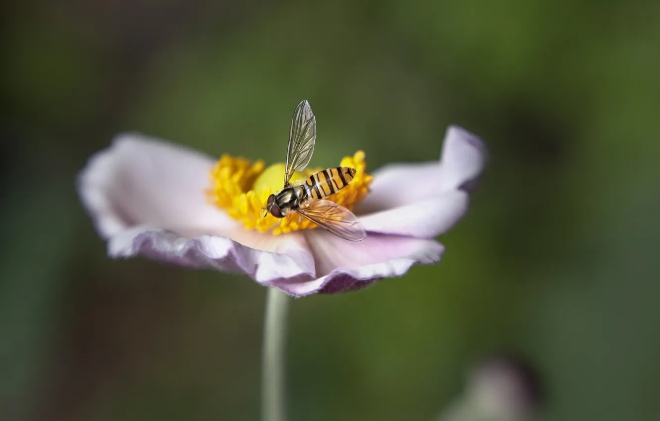 Photo wallpaper flower, macro, bee, blur