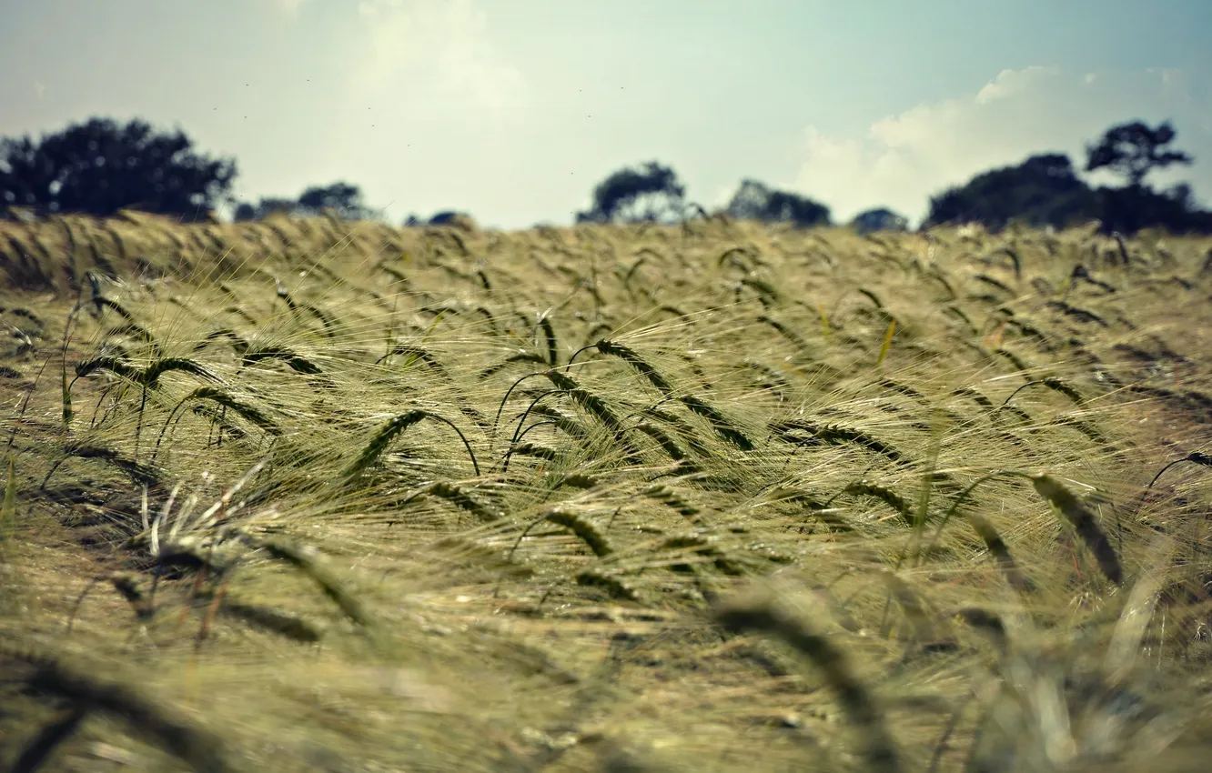 Photo wallpaper field, landscape, nature, ears