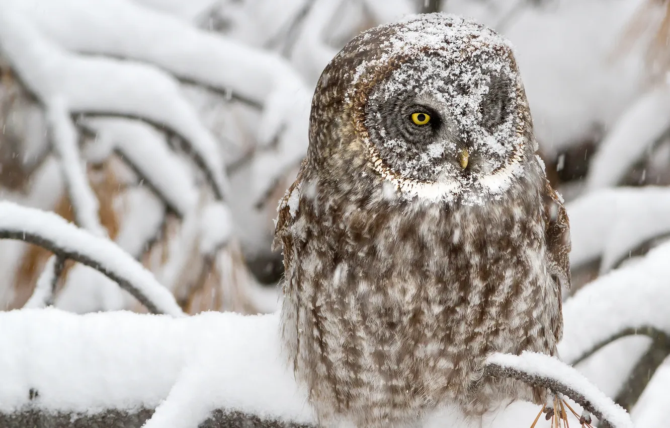 Photo wallpaper look, trees, owl, bird, Great grey owl