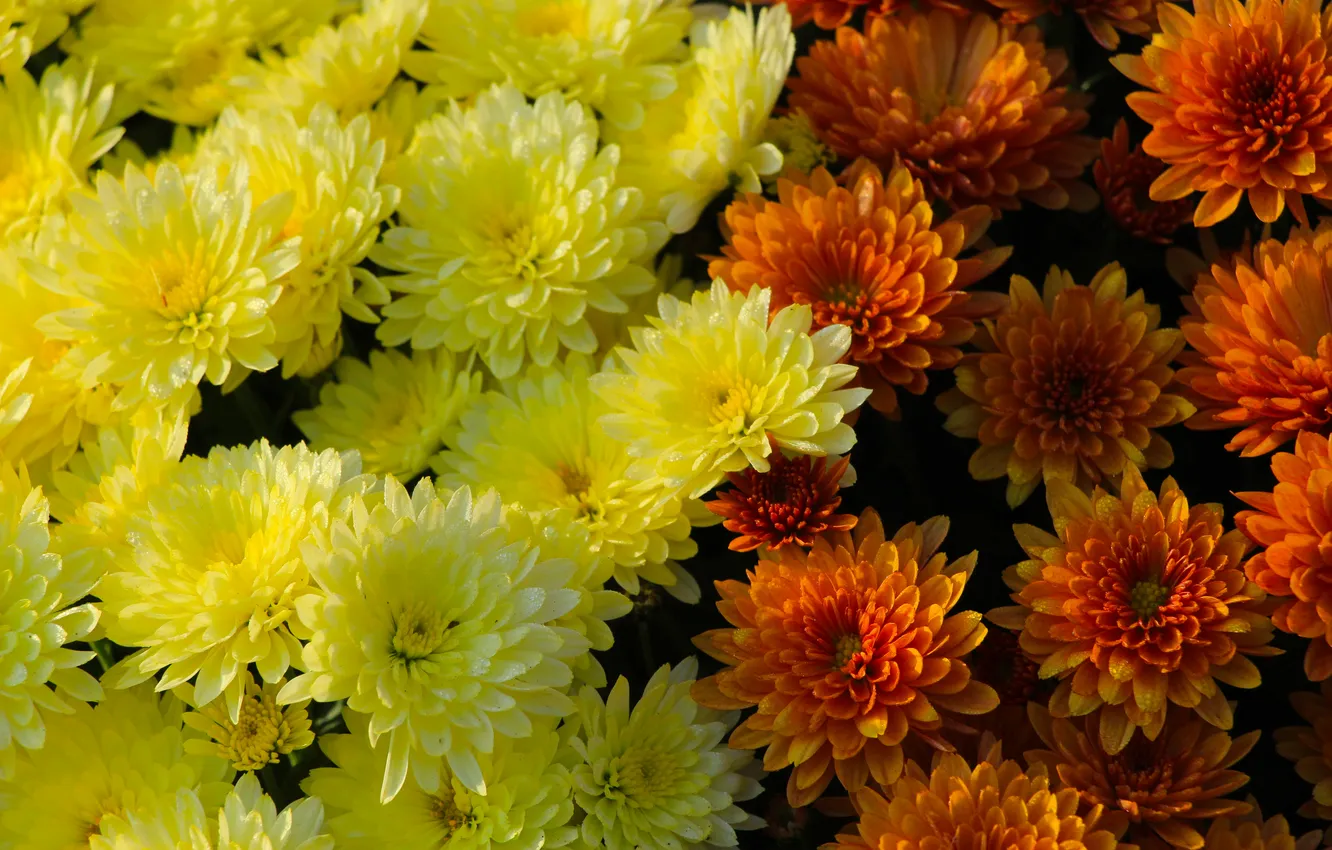 Photo wallpaper flower, color, blooming, aster