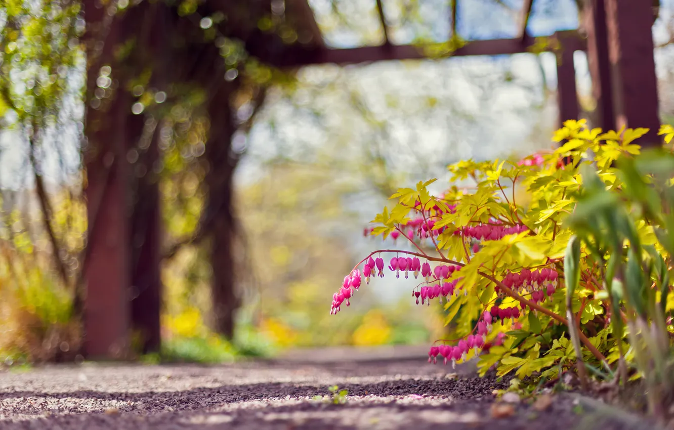 Photo wallpaper flowers, nature, Park, focus, track, pink, bokeh, the bleeding heart