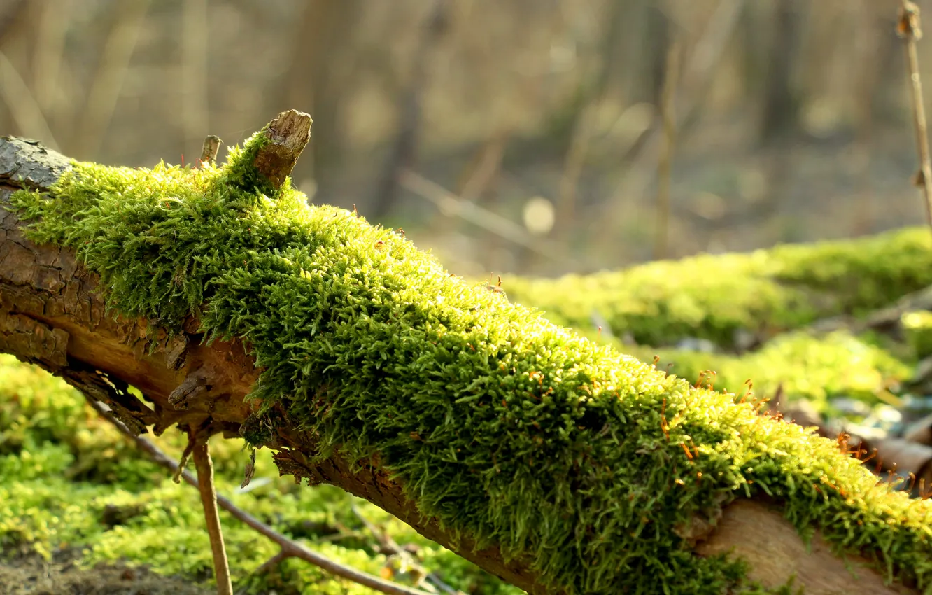 Photo wallpaper green, twig, forest moss