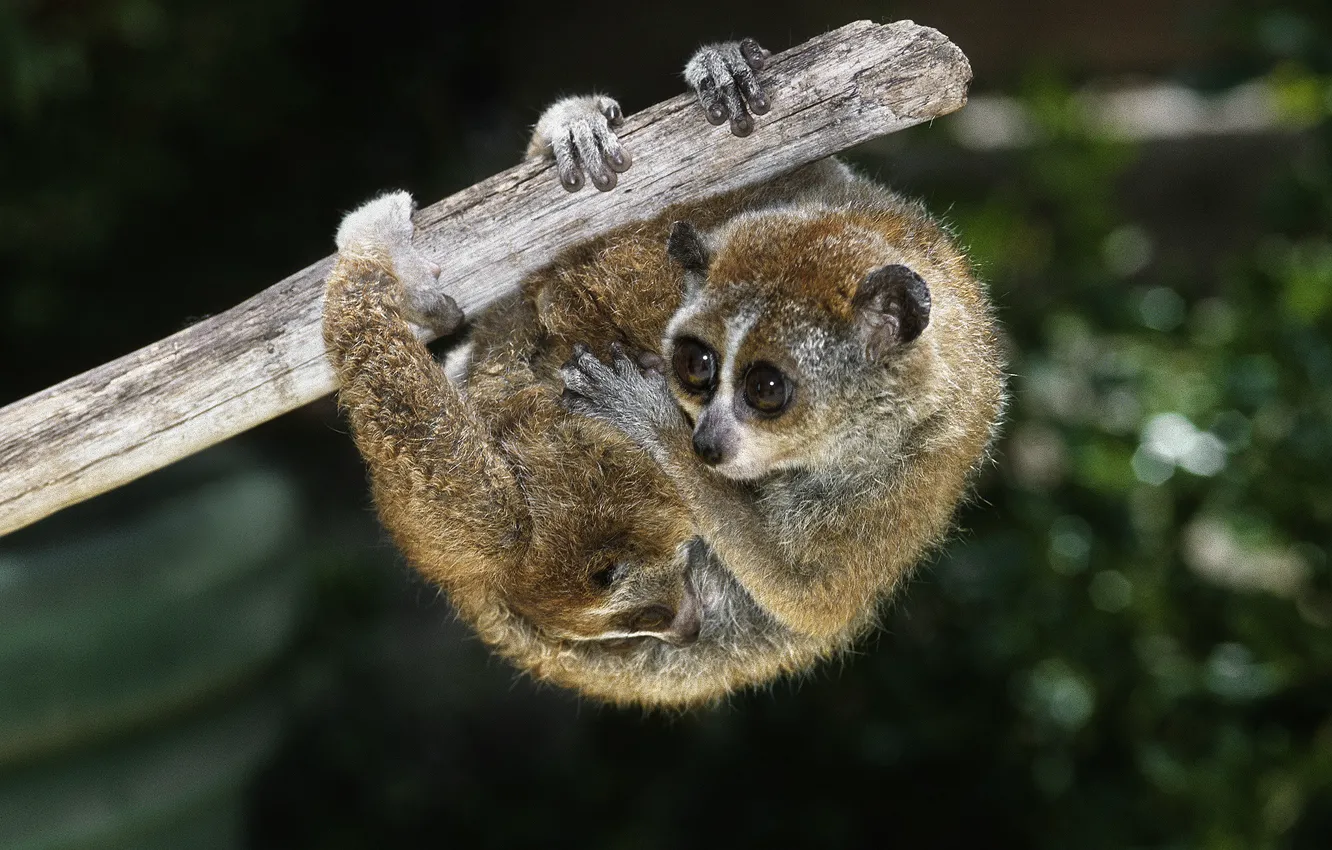 Photo wallpaper eyes, log, cub, animal, Lori, Dwarf