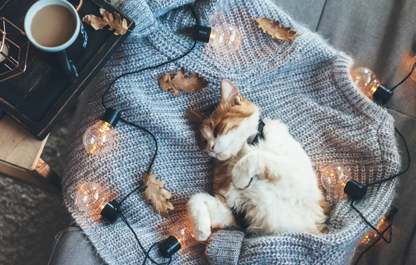 Photo wallpaper autumn, cat, cat, leaves, pose, comfort, coffee, sleep