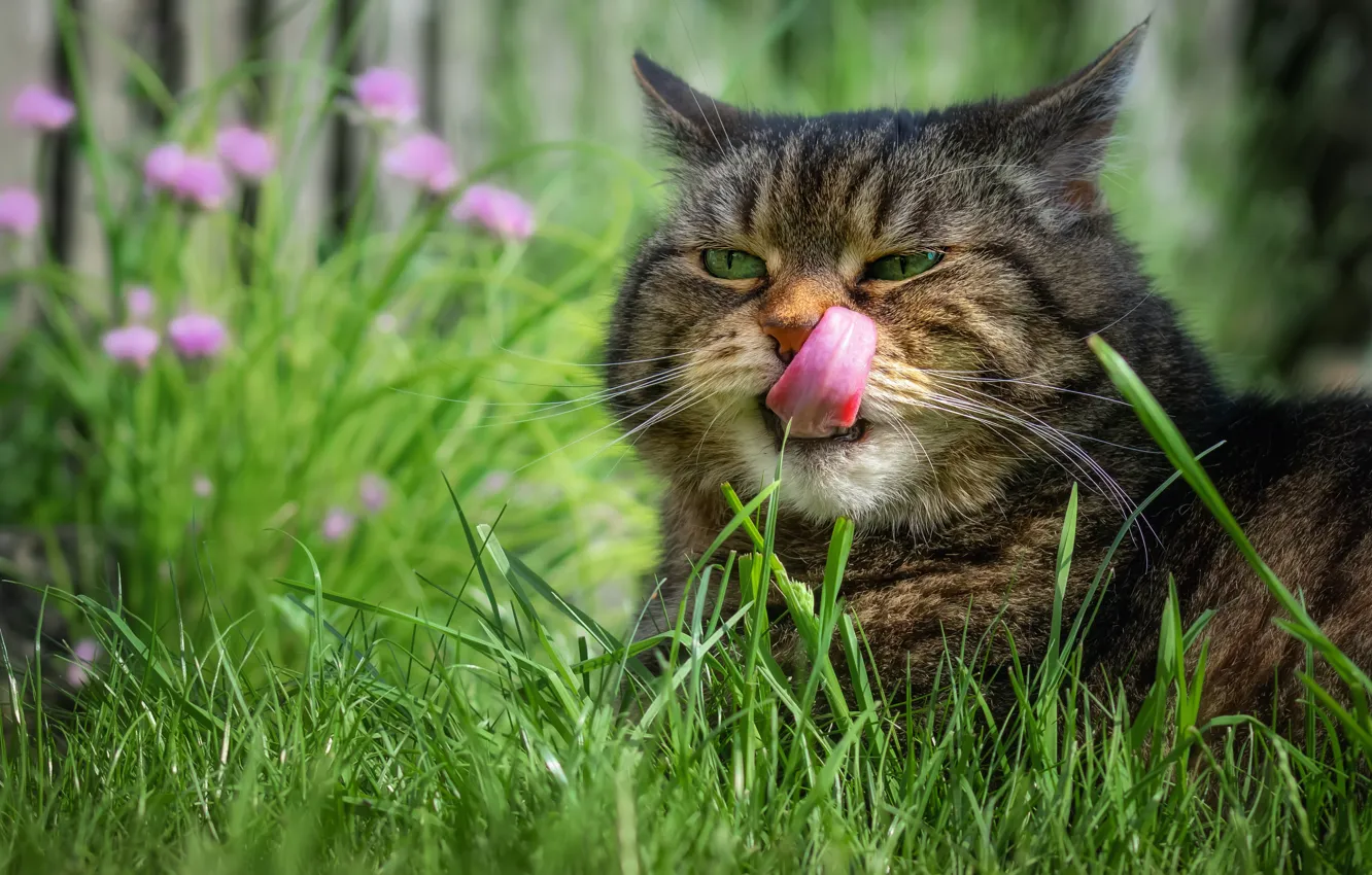 Photo wallpaper greens, language, cat, summer, grass, cat, look, face