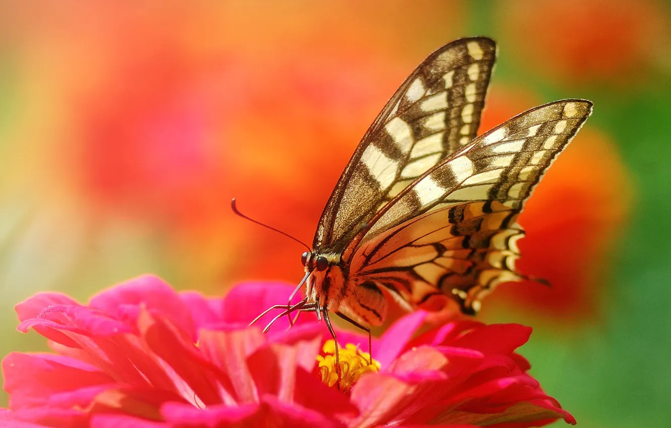 Photo wallpaper macro, flowers, butterfly, pink, bokeh
