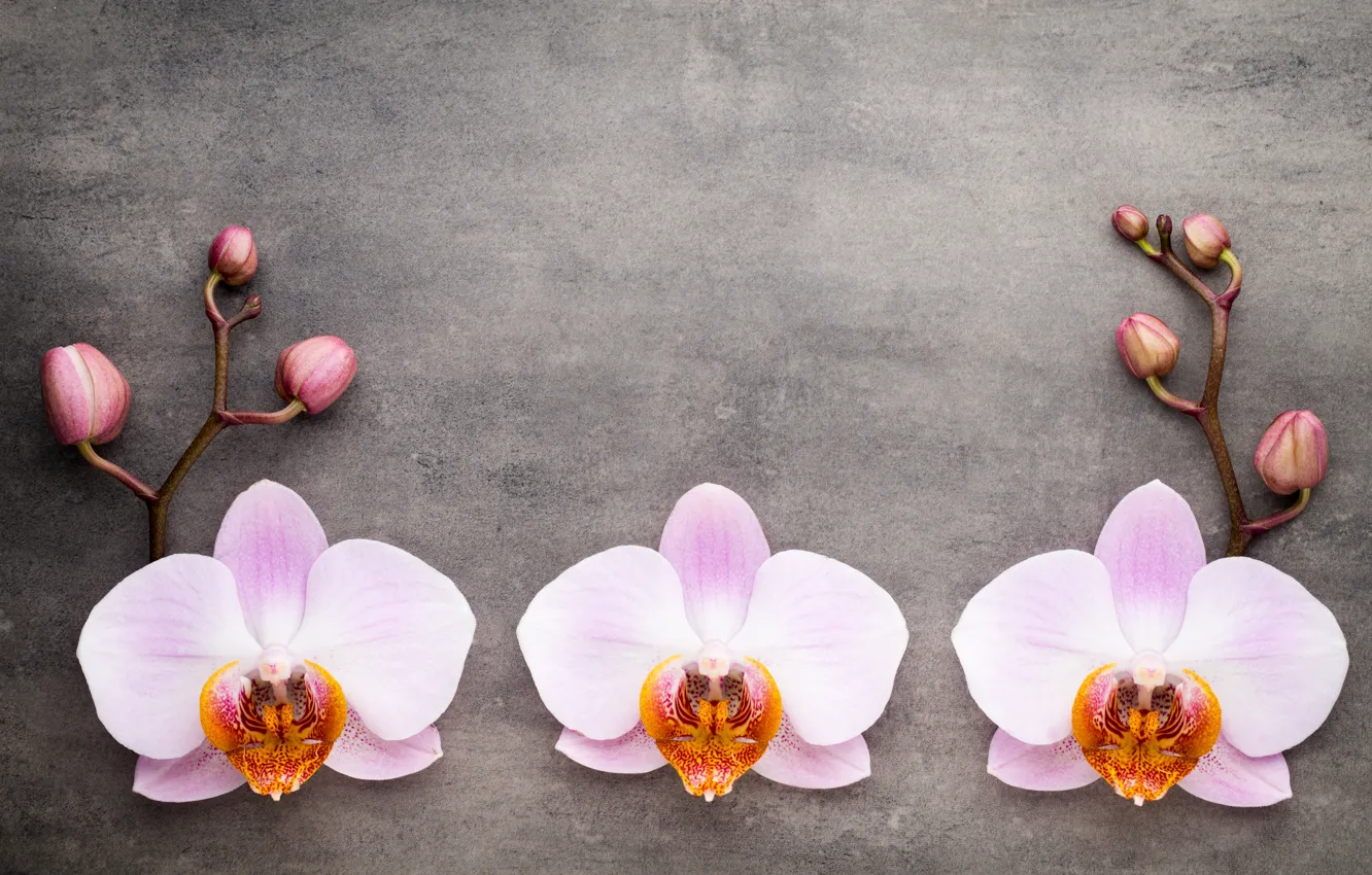 Photo wallpaper Orchid, pink, flowers, orchid