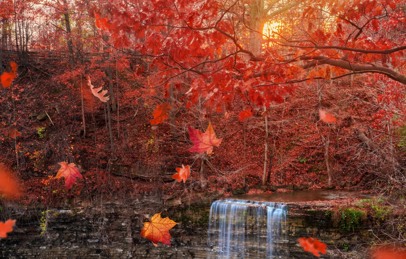 Photo wallpaper autumn, forest, leaves, waterfall, falling leaves