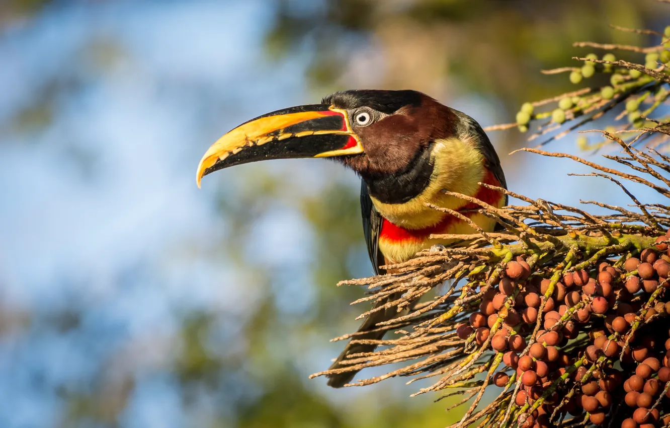 Photo wallpaper branches, berries, background, bird, fruit, Toucan, bokeh