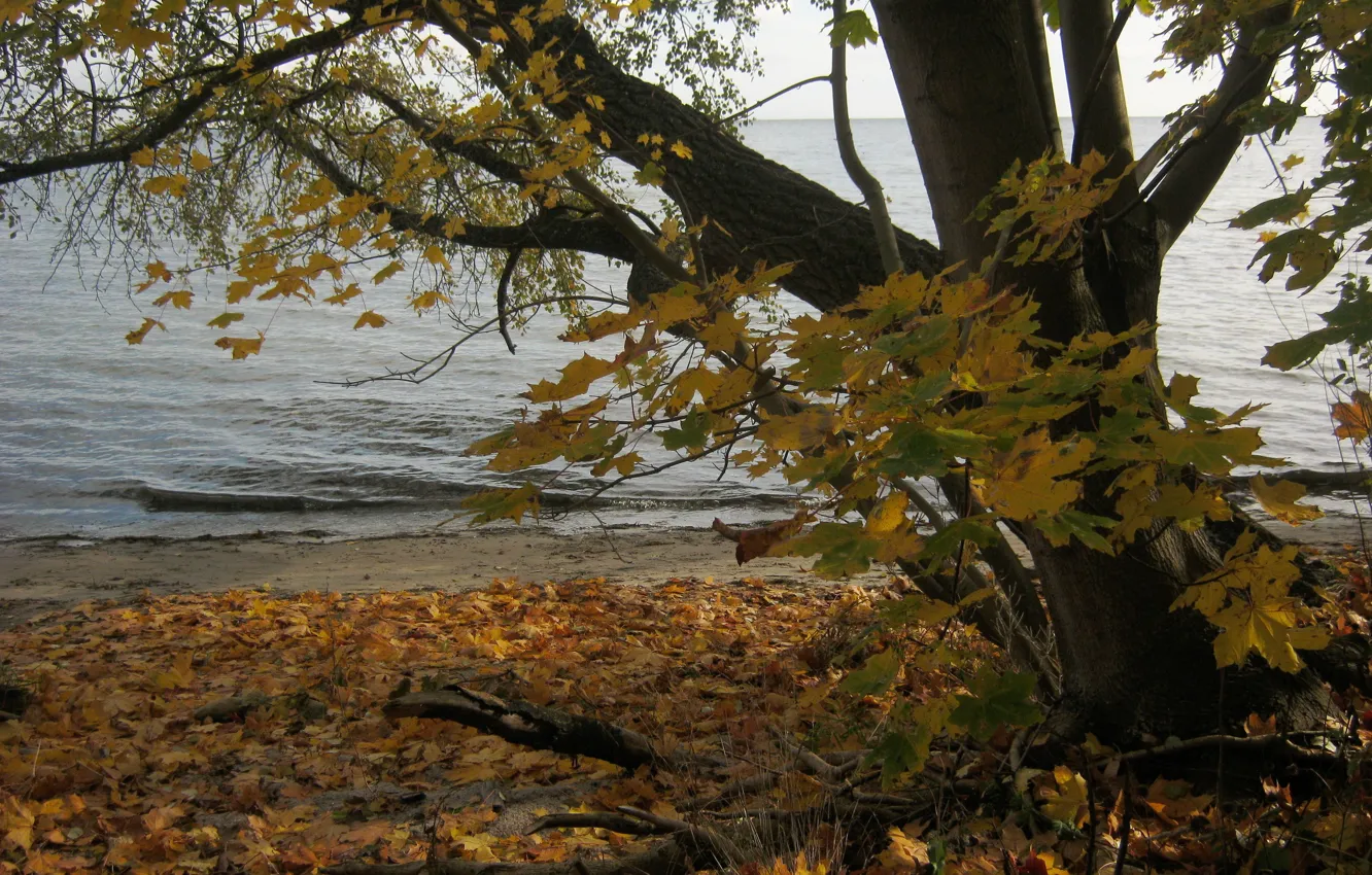 Photo wallpaper autumn, trees, nature, river, photo, coast, Poland, Puck