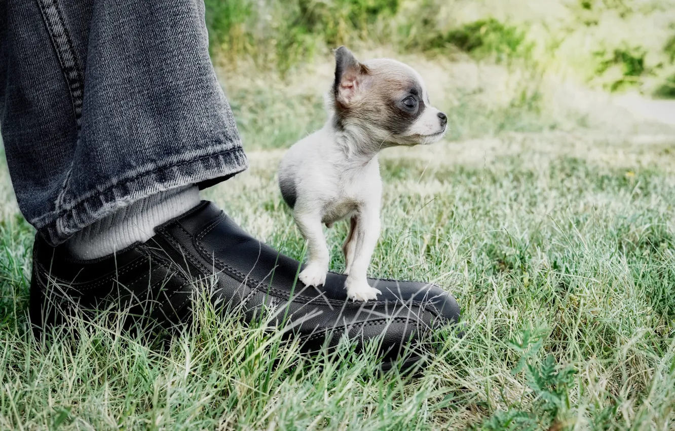 Photo wallpaper leg, dog, little, shoes