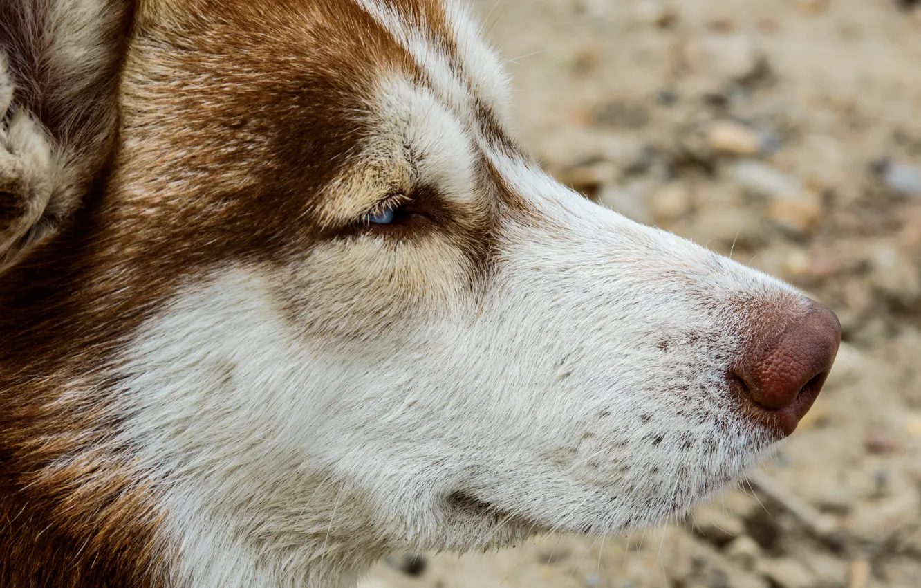 Photo wallpaper dog, profile, husky