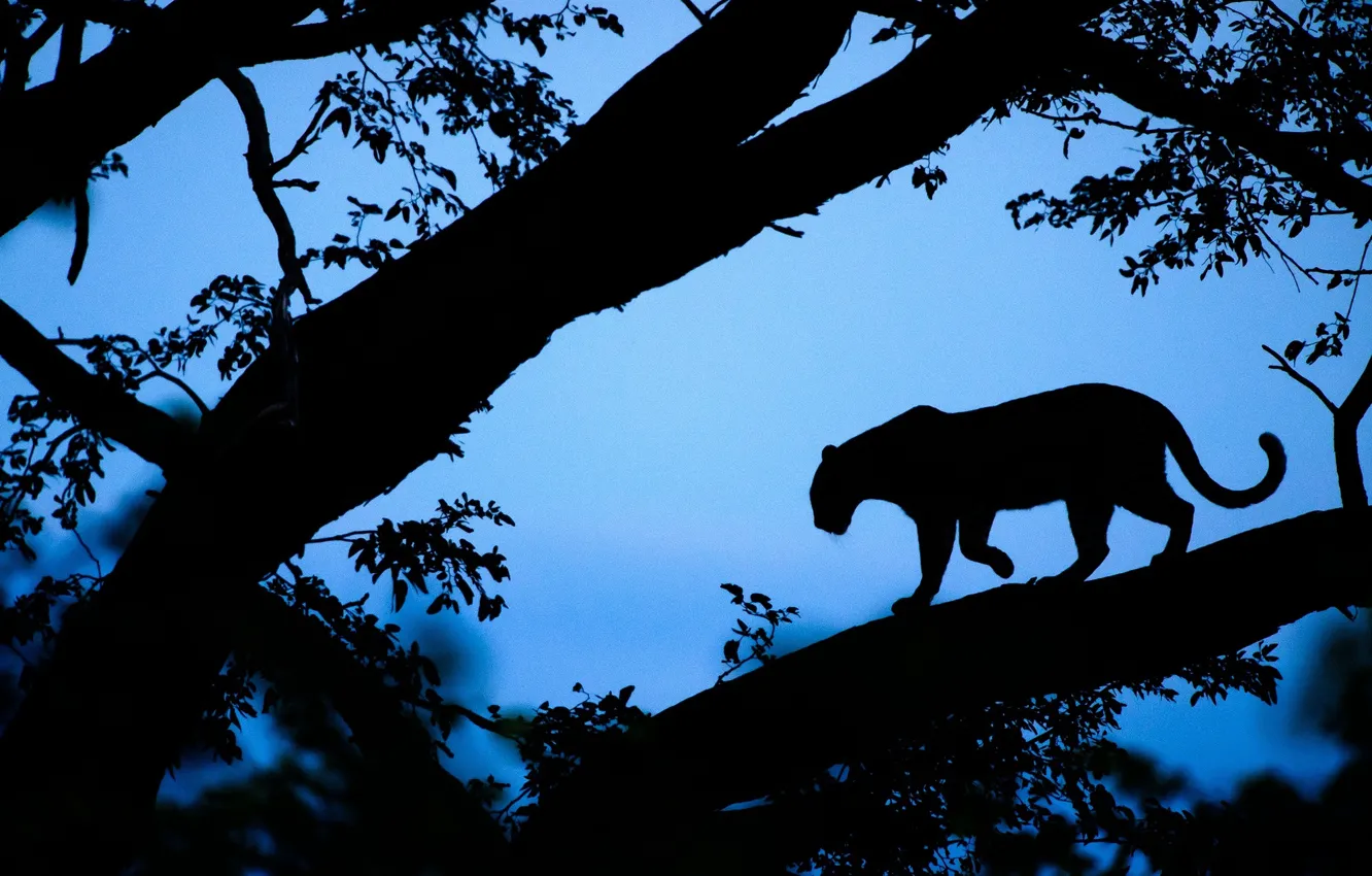 Photo wallpaper tree, the evening, leopard, Africa