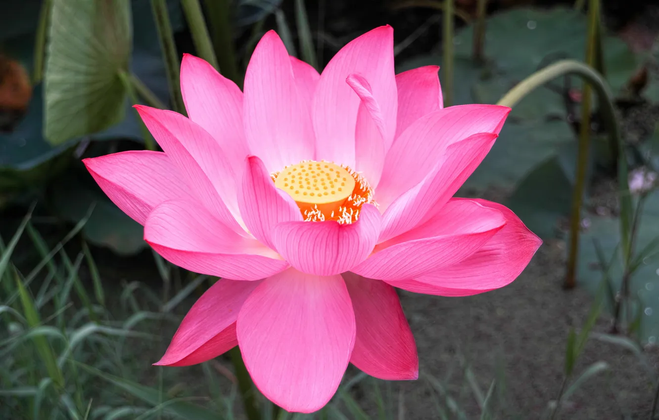 Photo wallpaper flowers, Lotus, pink