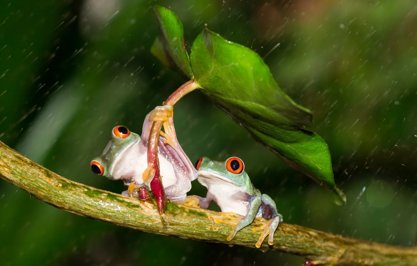 Photo wallpaper sheet, rain, legs, umbrella, green, friendship, frogs, colorful