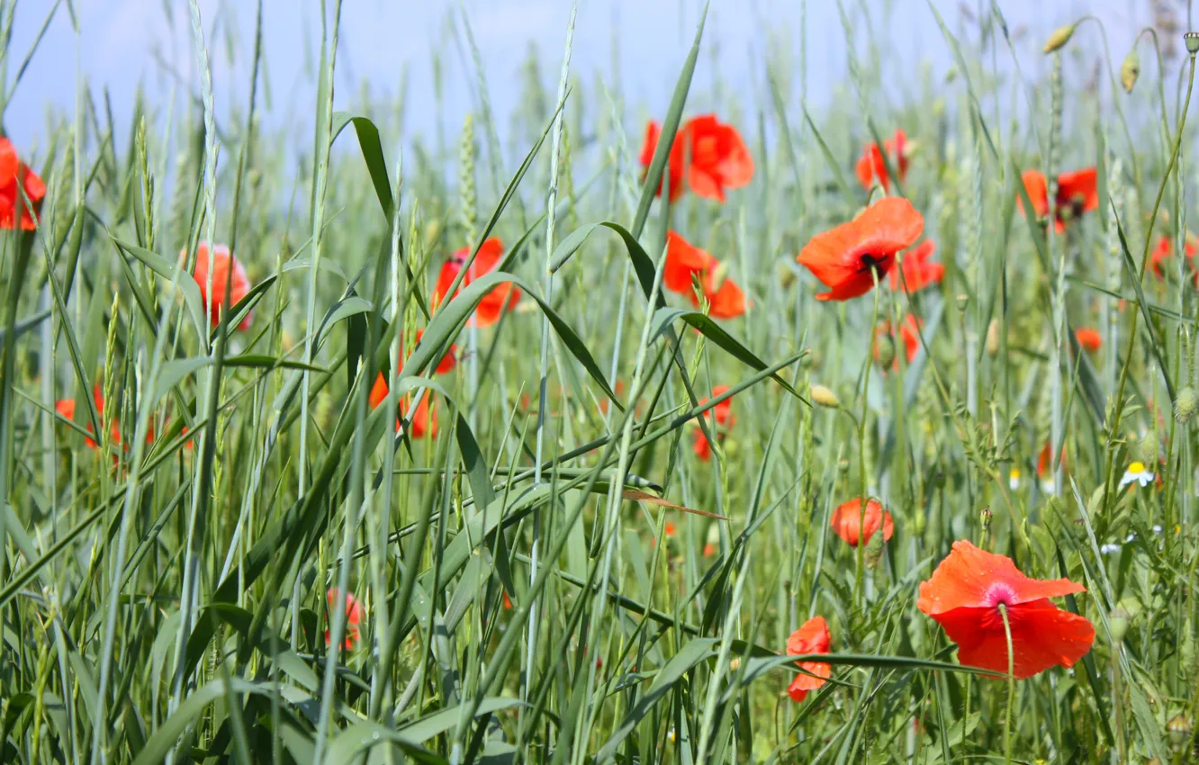 Photo wallpaper flowers, red, Maki