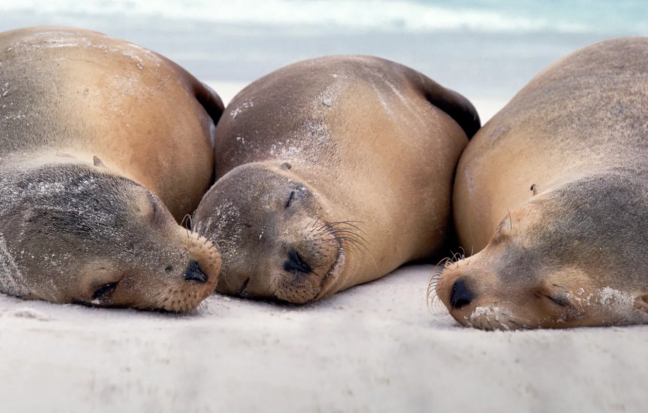 Photo wallpaper Ecuador, The Galapagos Islands, sea lions, the island of Hispaniola