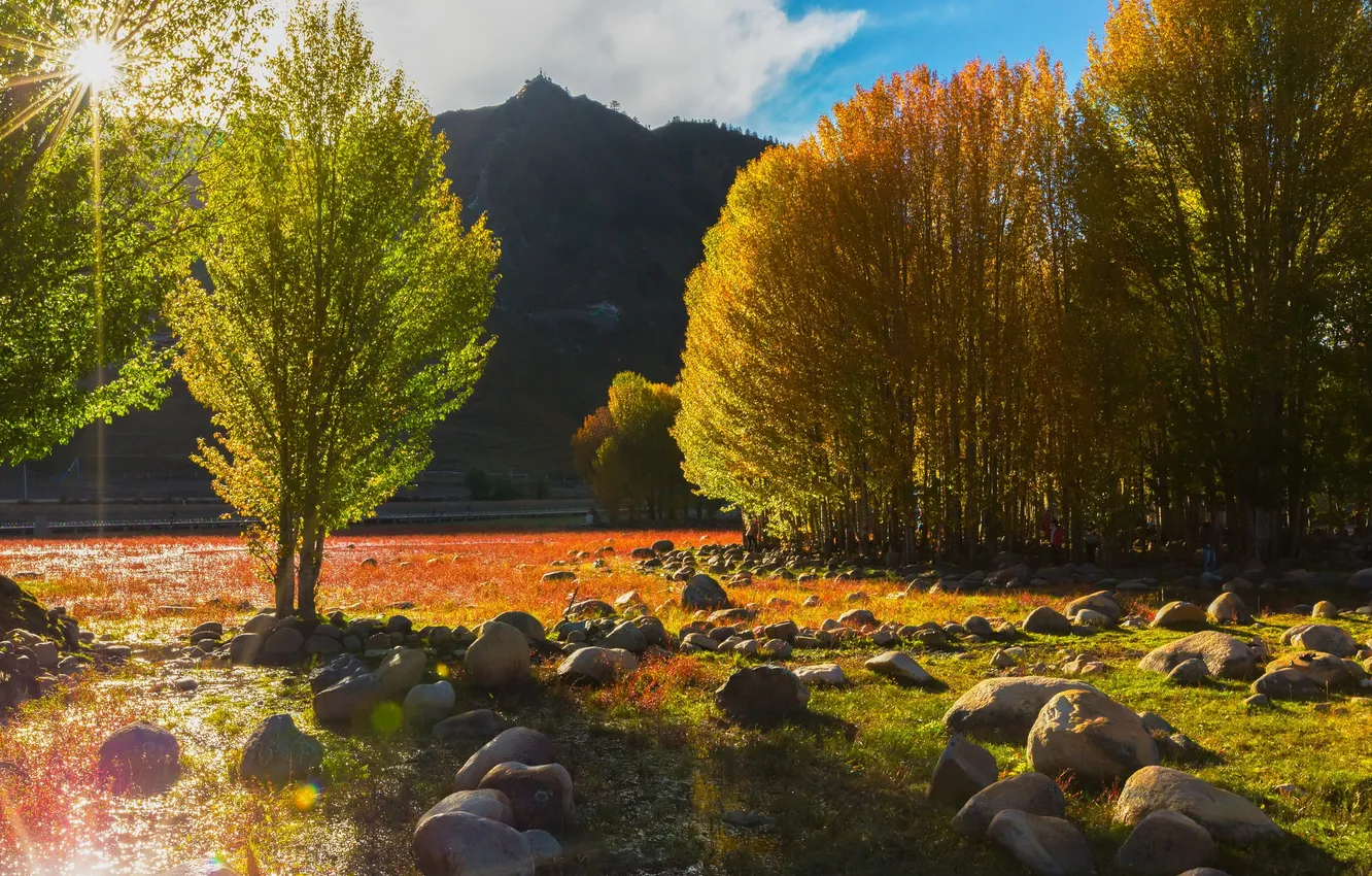 Photo wallpaper field, the sky, trees, nature, stones